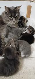 MAINE COON Cuccioli