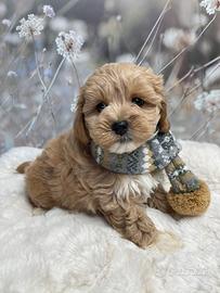 Cucciola maltipoo femmina
