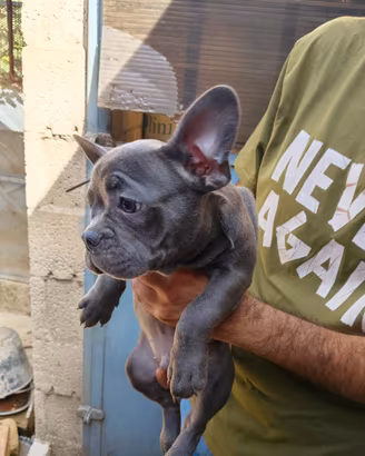 cuccioli di bulldog francese 