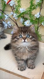 Cuccioli di gatto Scottish e British