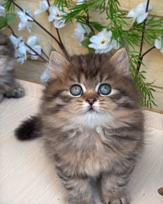 Cuccioli di gatto Scottish e British