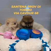 Volpini di Pomerania