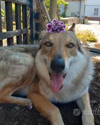 Ares, Lupo Cecoslovacco maschio, 4 anni e mezzo