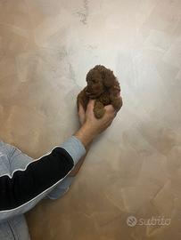 Orsetti mini toy