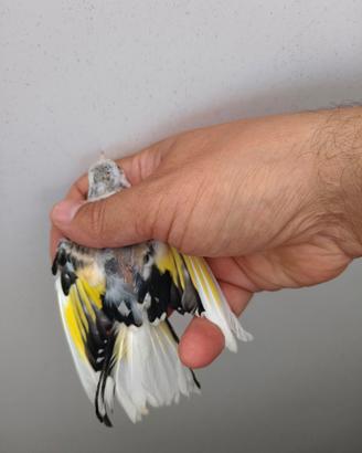 Cardellino pezzato