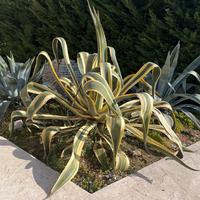 Agave