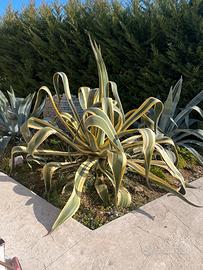 Agave
