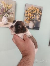 Cuccioli di maltipoo