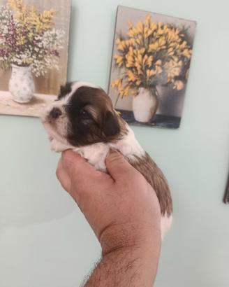 Cuccioli di maltipoo