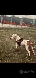 Pitbull disponibile per monta