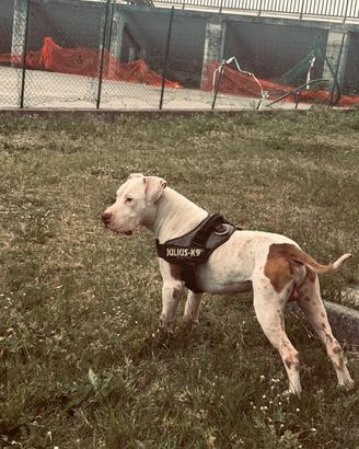 Pitbull disponibile per monta