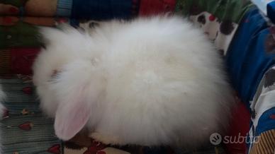 ultima cucciola femmine ariete fuzzy lop