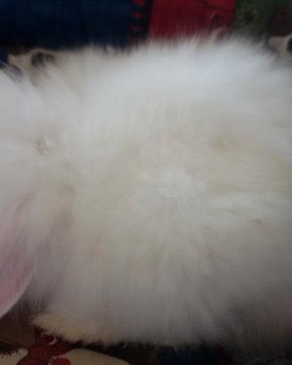 ultima cucciola femmine ariete fuzzy lop