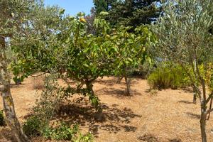 Terreno ad uso agricolo - Erice