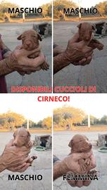 Cuccioli di cirneco disponibili