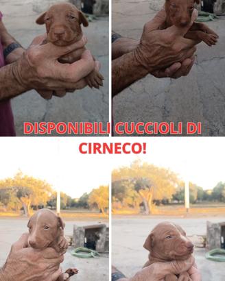 Cuccioli di cirneco disponibili