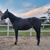 Cavallo da salto ostacoli