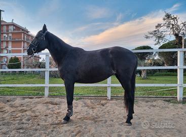 Cavallo da salto ostacoli