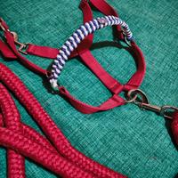 Capezza e Longhina cavallo Fucsia-Viola