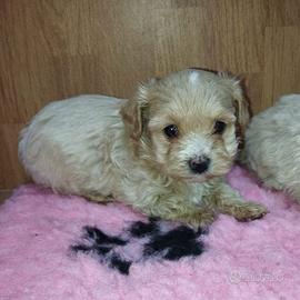 maltipoo toy