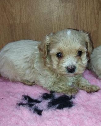 maltipoo toy