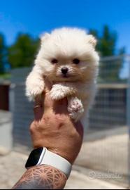 Eccellenti cuccioli di Pomerania