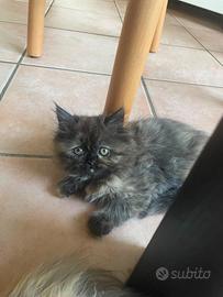 Cuccioli di persiano