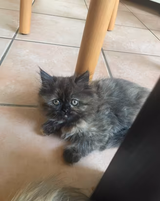 Cuccioli di persiano