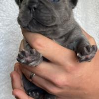 Bulldog francese