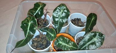 Alocasia Amazonica baby