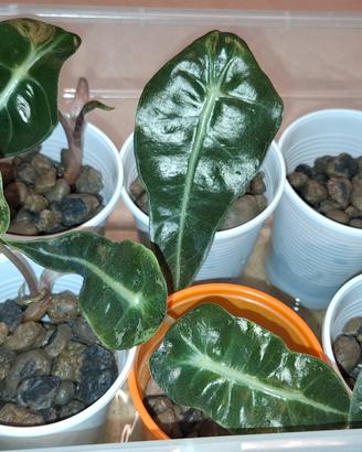 Alocasia Amazonica baby