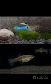 Guppy di Endler Japan Blue