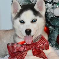 Strepitosa Yasmine Siberian Husky Pedigree Enci