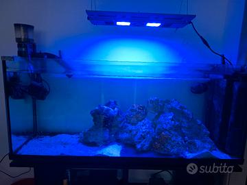 acquario marino