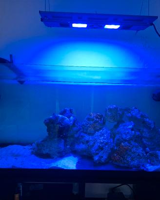 acquario marino