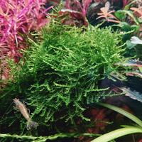 potature piante acquario 