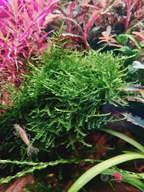 potature piante acquario 