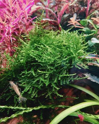 potature piante acquario 