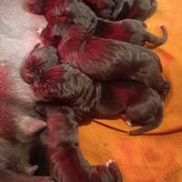 Cuccioli di Alano