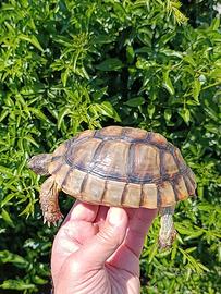 Testudo marginata tartaruga sarda