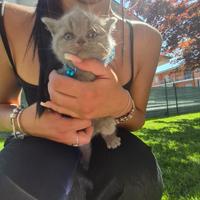 British shorthair lillac