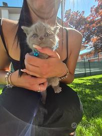 British shorthair lillac