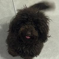 Barboncino toy maschio