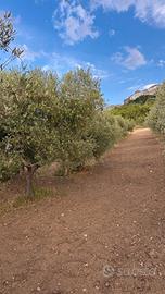 Uliveto con casetta di campagna e vista Acerenza