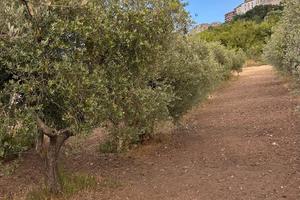 Uliveto con casetta di campagna e vista Acerenza