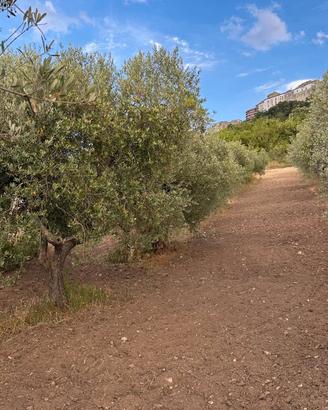 Uliveto con casetta di campagna e vista Acerenza