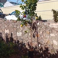 Limoni - zagara bianca