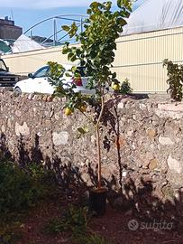 Limoni - zagara bianca