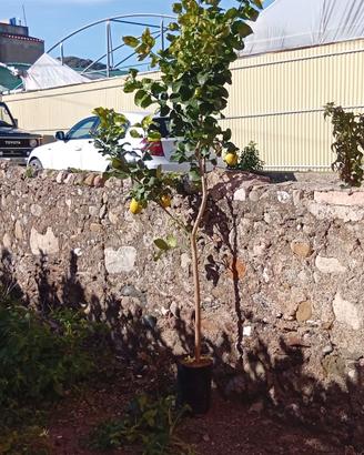 Limoni - zagara bianca