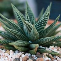Succulente Swati Haworthia Pianta Decorativa 
